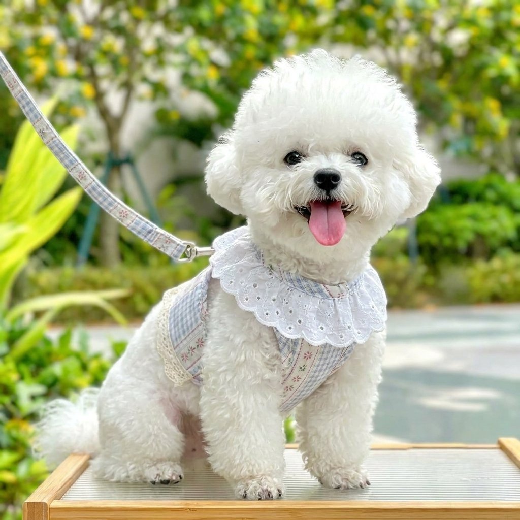 Sweet Lace Floral Plaid Harness & Leash Set